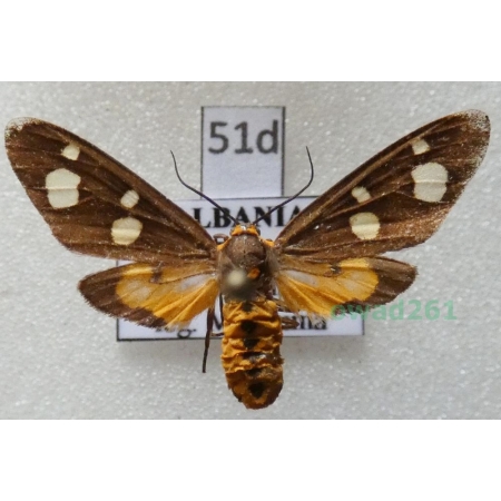 Dysauxes famula (Freyer, 1836) Albania51d